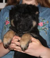 Kimber's Light blue collar GSD female, a female German Shepherd Dog for sale in Iron Mountain, MI – 2 of 6