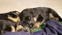 Aida, a female German Shepherd Dog for sale in Iron Mountain, MI – 3 of 10