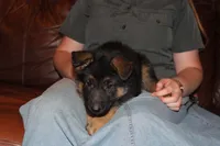 Kaylah's Lilac collar GSD female, a female German Shepherd Dog for sale in Iron Mountain, MI – 7 of 8