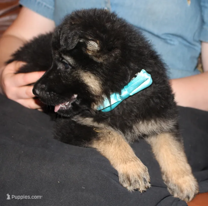 Kimber's Light blue collar GSD female – German Shepherd Dog puppy for sale in Iron Mountain, MI