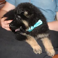 Kimber's Light blue collar GSD female, a female German Shepherd Dog for sale in Iron Mountain, MI – 1 of 6