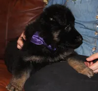 Kimber's Purple collar female GSD, a female German Shepherd Dog for sale in Iron Mountain, MI – 2 of 7