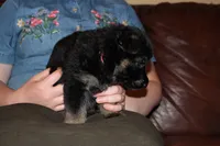 Blue collar male, a male German Shepherd Dog for sale in Iron Mountain, MI – 4 of 10