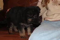 Kaylah's Purple Collar GSD female, a female German Shepherd Dog for sale in Iron Mountain, MI – 4 of 10