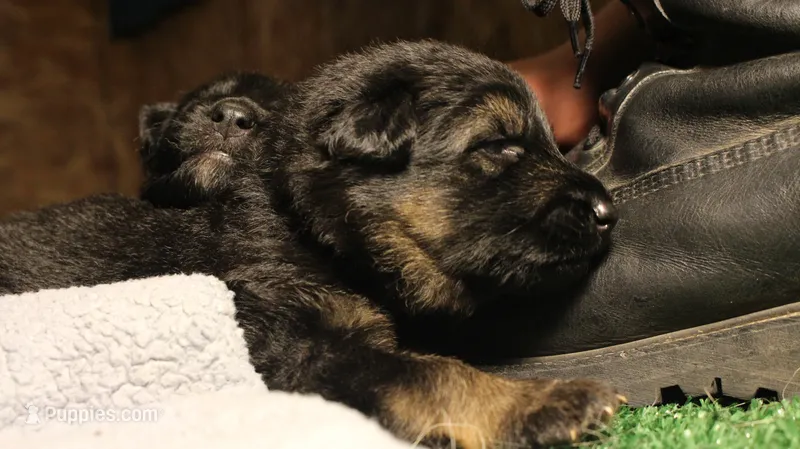 Aida – German Shepherd Dog puppy for sale in Iron Mountain, MI