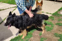 Red collar male, a male German Shepherd Dog for sale in Iron Mountain, MI – 7 of 8