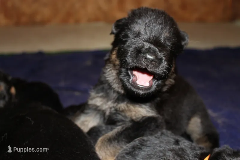 Boston Blackie – German Shepherd Dog puppy for sale in Iron Mountain, MI