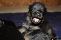 Boston Blackie, a male German Shepherd Dog for sale in Iron Mountain, MI – 1 of 10