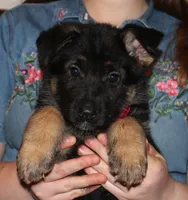 Kimber's Pink collar GSD female, a female German Shepherd Dog for sale in Iron Mountain, MI – 4 of 7