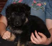 Kimber's Light blue collar GSD female, a female German Shepherd Dog for sale in Iron Mountain, MI – 4 of 6