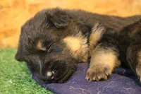 Aida, a female German Shepherd Dog for sale in Iron Mountain, MI – 10 of 10