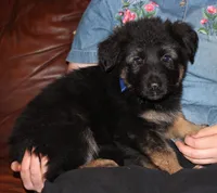 Kimber's Blue collar male, a male German Shepherd Dog for sale in Iron Mountain, MI – 5 of 9