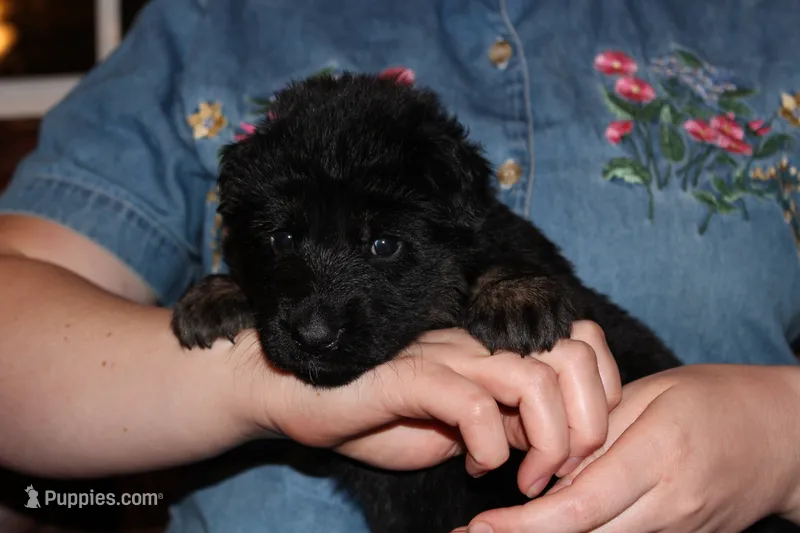 Pink Collar female – German Shepherd Dog puppy for sale in Iron Mountain, MI