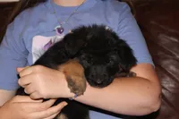 Kaylah's Orange collar GSD female, a female German Shepherd Dog for sale in Iron Mountain, MI – 3 of 7