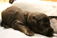 Greta, a female German Shepherd Dog for sale in Iron Mountain, MI – 2 of 10