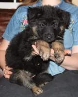 Kimber's Lilac Collar GSD female, a female German Shepherd Dog for sale in Iron Mountain, MI – 5 of 8