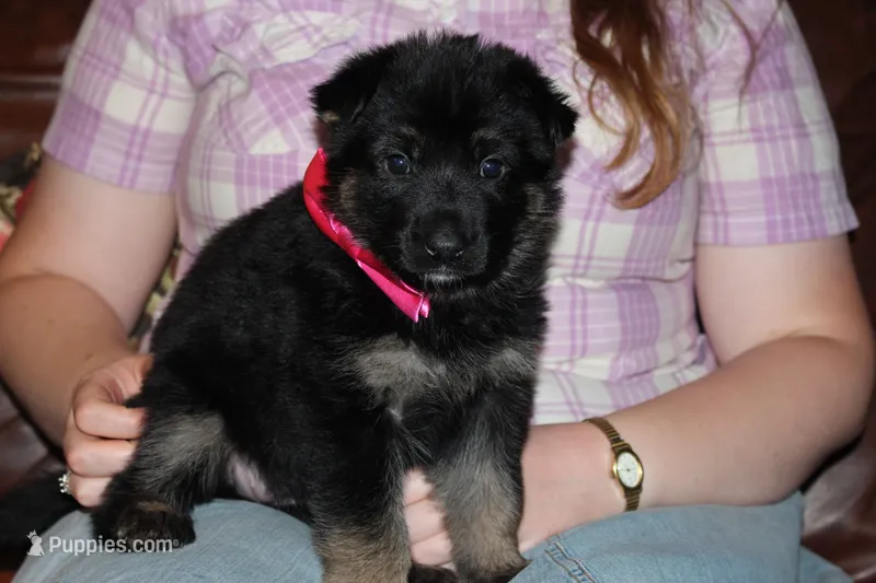 Pink Collar female – German Shepherd Dog puppy for sale in Iron Mountain, MI