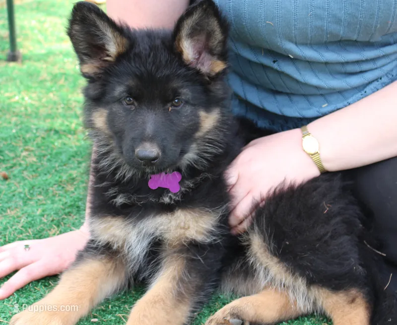 Kaylah's Purple Collar GSD female – German Shepherd Dog puppy for sale in Iron Mountain, MI
