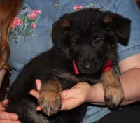 Kimber's Red collar GSD male, a male German Shepherd Dog for sale in Iron Mountain, MI – 4 of 8