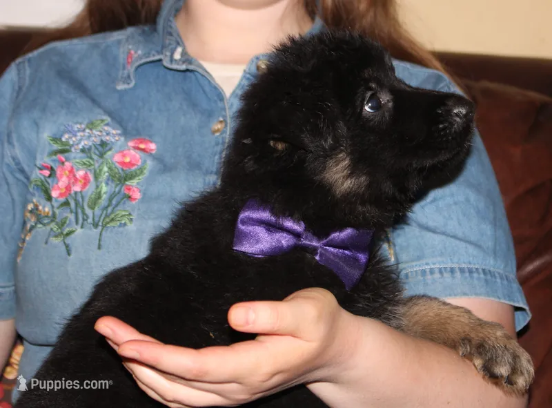 Kimber's Purple collar female GSD – German Shepherd Dog puppy for sale in Iron Mountain, MI