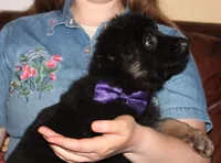 Kimber's Purple collar female GSD, a female German Shepherd Dog for sale in Iron Mountain, MI – 1 of 7