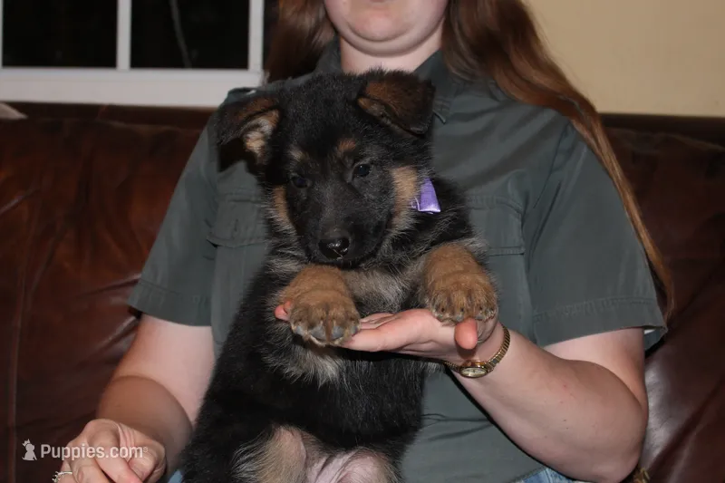 Lilac collar female – German Shepherd Dog puppy for sale in Iron Mountain, MI