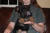 Kaylah's Lilac collar GSD female, a female German Shepherd Dog for sale in Iron Mountain, MI – 1 of 8