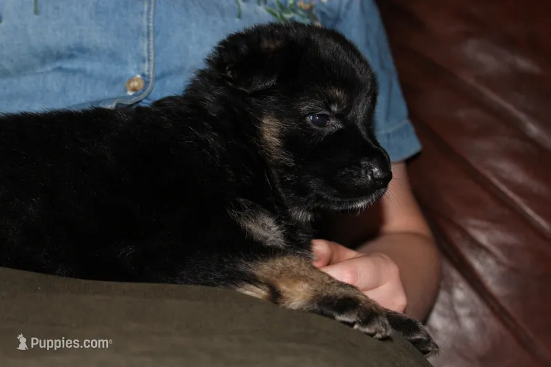 Blue collar male – German Shepherd Dog puppy for sale in Iron Mountain, MI