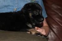 Blue collar male, a male German Shepherd Dog for sale in Iron Mountain, MI – 1 of 10