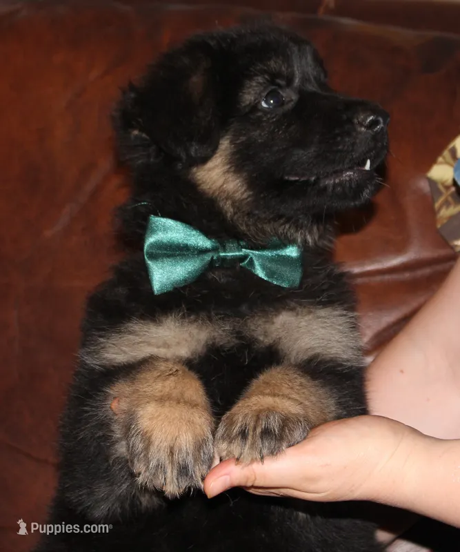 Kimber's Green collared GSD male – German Shepherd Dog puppy for sale in Iron Mountain, MI