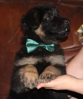 Kimber's Green collared GSD male, a male German Shepherd Dog for sale in Iron Mountain, MI – 1 of 7