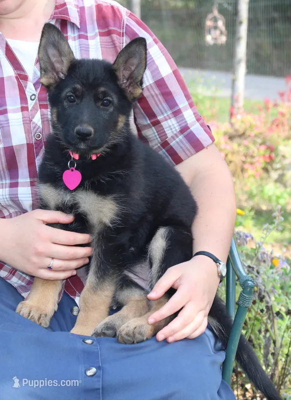 Kimber's Pink collar GSD female – German Shepherd Dog puppy for sale in Iron Mountain, MI