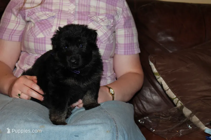 Purple Collar female – German Shepherd Dog puppy for sale in Iron Mountain, MI