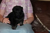 Purple Collar female, a female German Shepherd Dog for sale in Iron Mountain, MI – 1 of 8