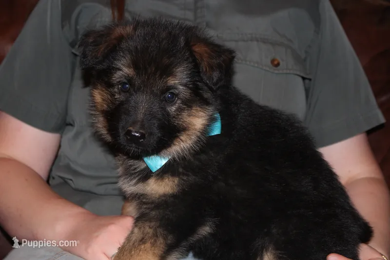 Kaylah's Light blue collar GSD female – German Shepherd Dog puppy for sale in Iron Mountain, MI