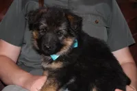 Kaylah's Light blue collar GSD female, a female German Shepherd Dog for sale in Iron Mountain, MI – 1 of 9