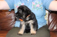 Lilac collar female, a female German Shepherd Dog for sale in Iron Mountain, MI – 3 of 10