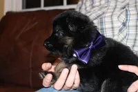 Purple collar female, a female German Shepherd Dog for sale in Iron Mountain, MI – 3 of 10