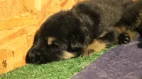 Aida, a female German Shepherd Dog for sale in Iron Mountain, MI – 4 of 10