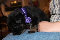 Purple collar female, a female German Shepherd Dog for sale in Iron Mountain, MI – 4 of 10