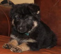 Kimber's Green collared GSD male, a male German Shepherd Dog for sale in Iron Mountain, MI – 3 of 7