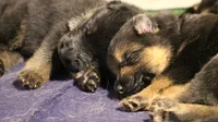 Aida, a female German Shepherd Dog for sale in Iron Mountain, MI – 9 of 10