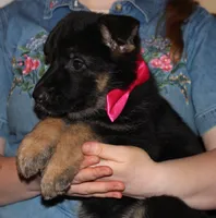 Kimber's Pink collar GSD female, a female German Shepherd Dog for sale in Iron Mountain, MI – 3 of 7