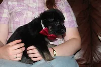 Red collar male, a male German Shepherd Dog for sale in Iron Mountain, MI – 3 of 8