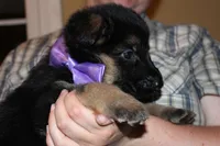 Purple collar female, a female German Shepherd Dog for sale in Iron Mountain, MI – 2 of 10