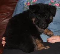 Kimber's Lilac Collar GSD female, a female German Shepherd Dog for sale in Iron Mountain, MI – 6 of 8