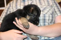 Purple collar female, a female German Shepherd Dog for sale in Iron Mountain, MI – 7 of 10