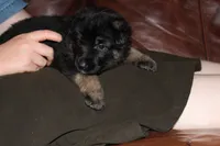 Pink Collar female, a female German Shepherd Dog for sale in Iron Mountain, MI – 8 of 8