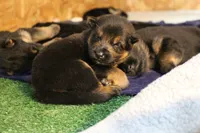 Boston Blackie, a male German Shepherd Dog for sale in Iron Mountain, MI – 3 of 10