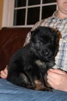 Lilac collar female, a female German Shepherd Dog for sale in Iron Mountain, MI – 10 of 10